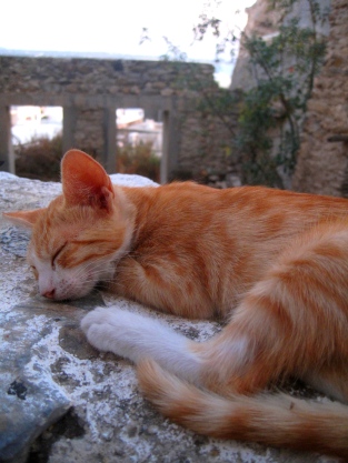 Cat sleeping in Naxos